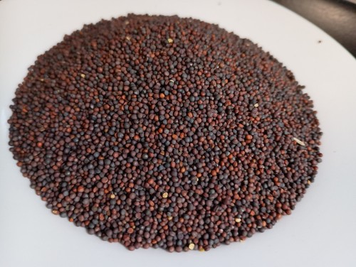 Purple Top White Globe Turnip Seeds Cover Crop Forage Brassica Food Plot Non-GMO - Picture 2 of 3