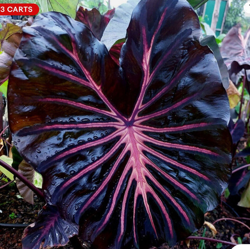 Black Lava - Colocasia esculenta- Elephant Ear - SMALL ROOTED STARTER Plant - Picture 6 of 11