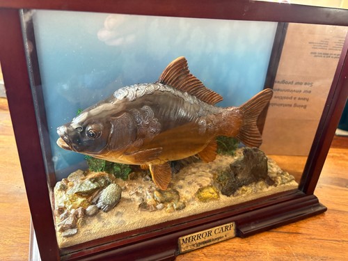 Vintage Taxidermy Style Large CARVED Mirror Carp Fish in Display Case - 第 8/15 張圖片