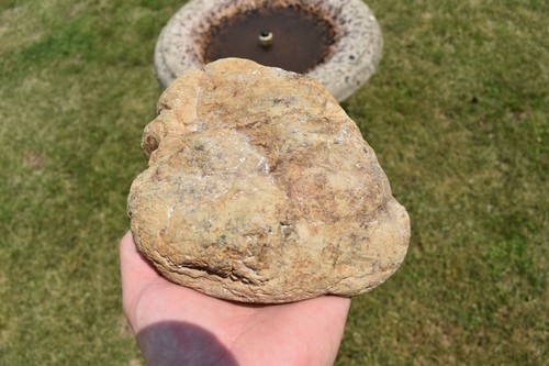 FOSSILIZED WOOD FROM WESTERN AUSTRALIA SPLIT AND POLISHED - Picture 4 of 5