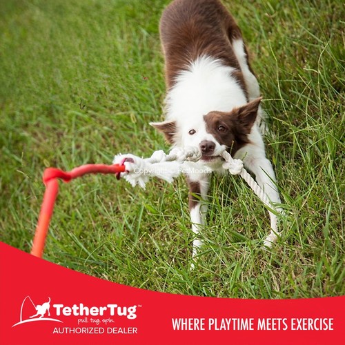 Tether Tug V2 Outdoor Dog Interactive Toy Tugging Pull Exercise 35-70 lbs and Up - Picture 18 of 40