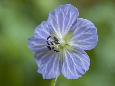 Géranium des Prés Geranium pratense Bleu 15 graines