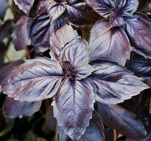 200+ Organic Dark Purple Opal Basil Seeds, Ocimum Basilicum, NON-GMO