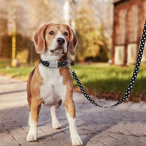 Personalized Dog Collar Custom Engraved Name ID Dog Collar with Leash Set - Picture 11 of 15