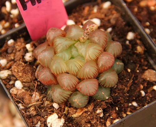 Hermosa planta suculenta 4 cm Haworthia Cooperi Baker Red Obtusa Variegata - Imagen 7 de 12