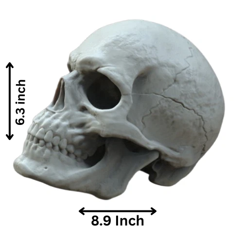 大号白色骷髅头 – 3d 打印 pla 雕塑适用于家庭或工作室装饰 家居 — 第 2/4 张图片