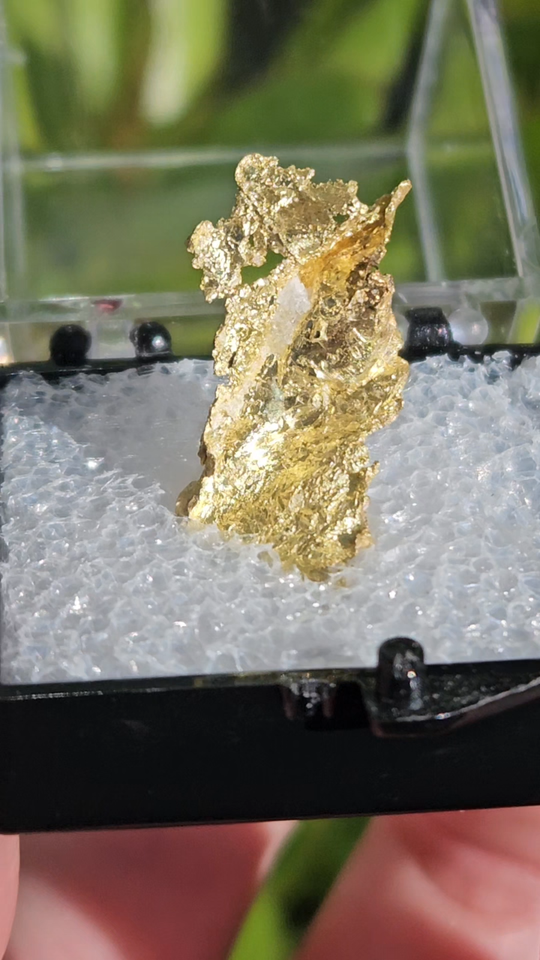 Crystallized Native Gold Collector Mineral Specimen - Oriental Mine, CA ...