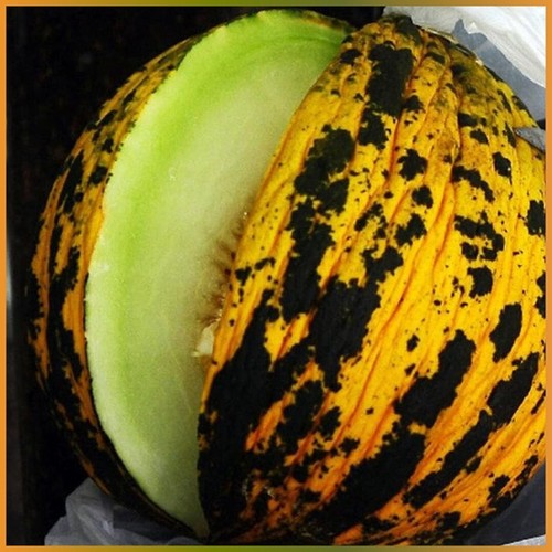 Türkische Honigmelone Ankara Polatlı Kavun 10 Samen Melone Samen Saftig und Süß - Bild 2 von 2