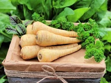 Parsnip Seeds for Planting - 100+ Seeds - Heirloom Garden Vegetable Seeds