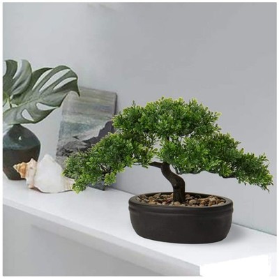 Mini Juniper Bonsai Tree with Ceramic Pot^