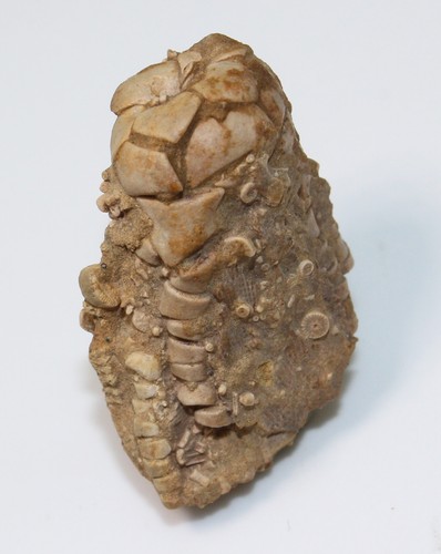 Crinoide, Pentaramicrinus nitidus, Karbon, Colbert County, Alabama, USA (eb4461) - Picture 2 of 6