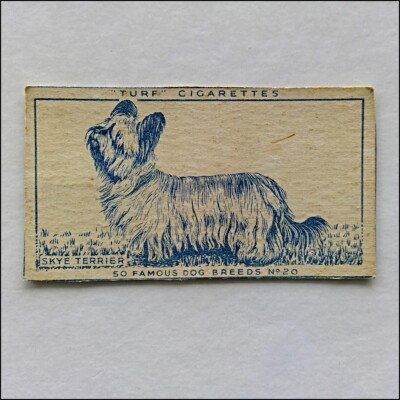 Turf 50 Famous Dog Breeds No. 20 Skye Terrier Cigarette Card (CC19)