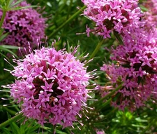 CROSSWORT PRETTY PINK Crucianella Phuopsis Stylosa - 500 Bulk Seeds