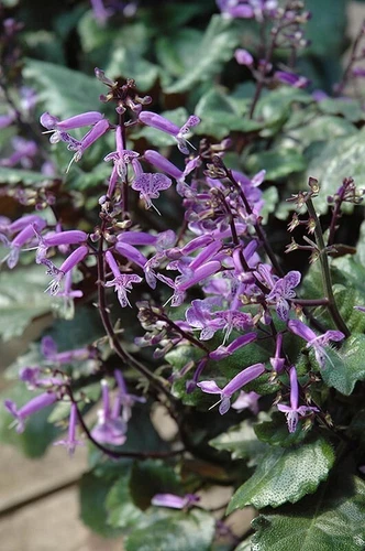 Swedish Ivy - Thumbnail 2