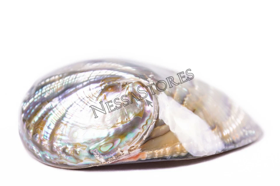 Green Abalone Sea Shell BOTH Side Polished Beach Craft 5" - 6" (1 pc) #JC-083 - Image 4 of 4