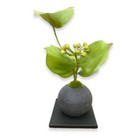 Artificial Bonsai Hinoki Charcoal Ball with Coralberry JAPAN Made Japanese Decor