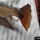 Picture 5 of 12