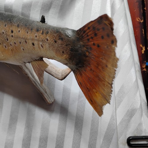 Vintage Real Skin GOLDEN RAINBOW TROUT Fish Mount Trophy Taxidermy & Wood - Picture 5 of 12