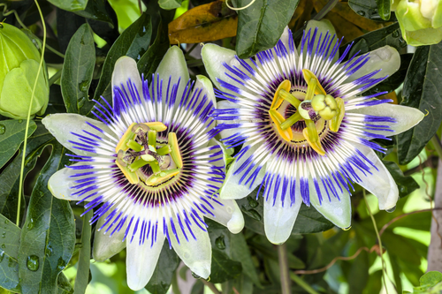 20 LILA PASSIONSFRUCHT Passionsblume Granadilla Passiflora Edulis Blütenrebe S - Bild 2 von 12