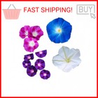 Mixed Morning Glory Seeds for Planting – 200 Fresh Seeds – Blue, Purple, White,