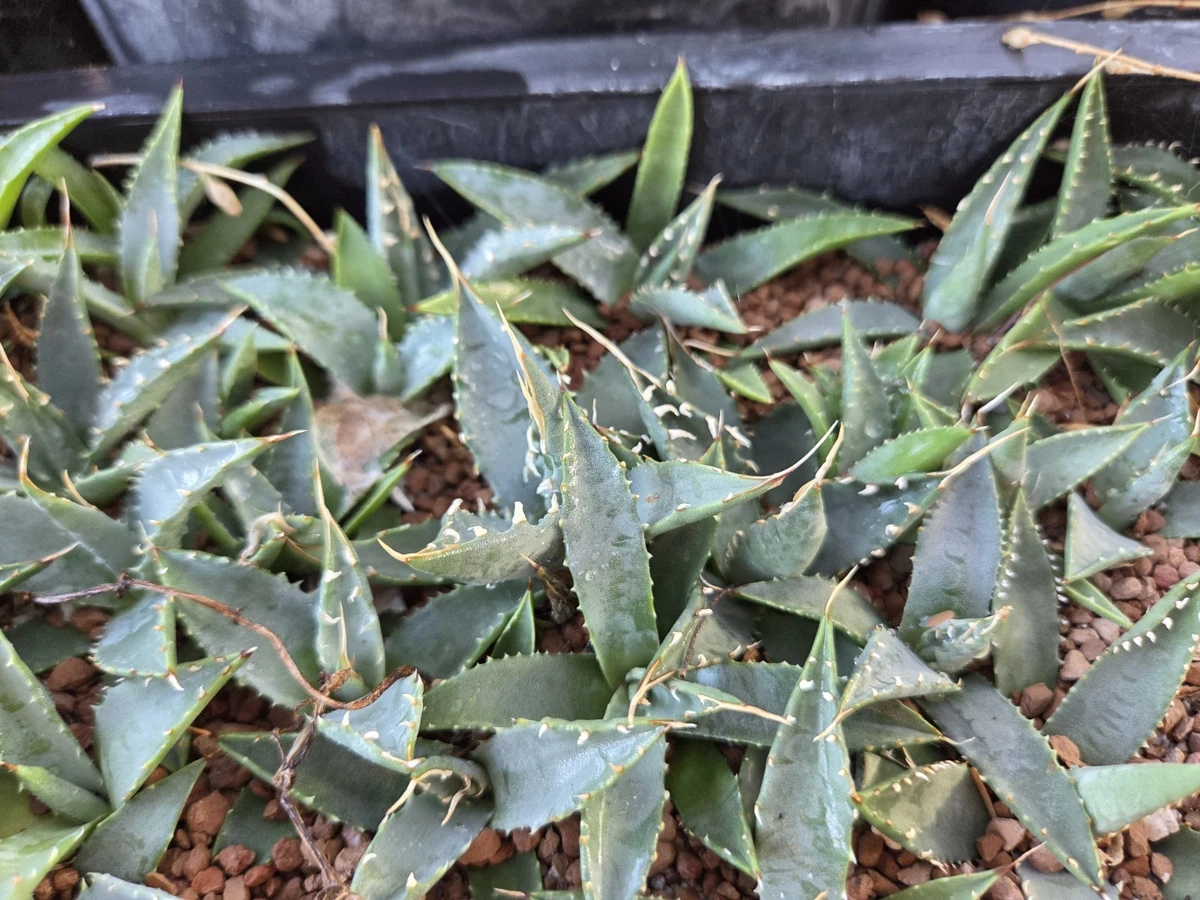 Agave Utahensis for sale | eBay