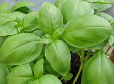 Basil Herb Seeds- Genovese- Pesto Heirloom- 300 2021 Seeds  Grown in 2020