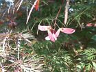 100 seeds of Japanese maple weeping Garnet tree