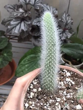 One Monkey Tail Cactus Hildewintera colademononis Succulent Plant Rooted