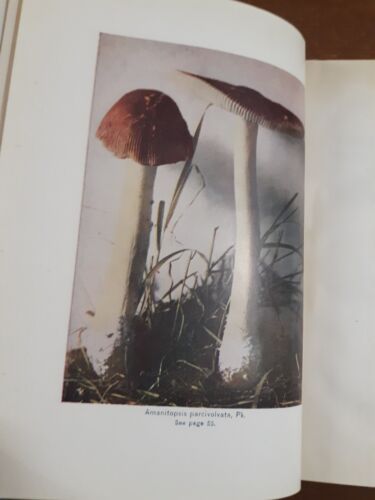 Mushrooms, Shells, New Nature Library Vol. IV, 1914, HC Acceptable - Picture 9 of 22