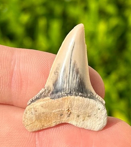 NICE Fossil Sharks Tooth Macrorhizodus Dakhla Morocco Mako Great White Ancestor - Picture 3 of 8