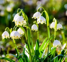 LOT 2 Mature rooted SUMMER SNOWFLAKE* PLANTS *PERENNIAL Bell Flower Leucojum