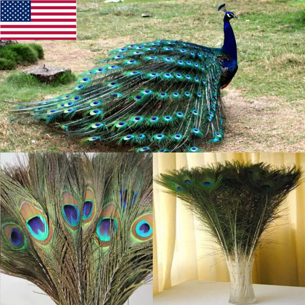 10x Peacock Tail Feathers Natural 12 For Wedding Craft Arts DIY