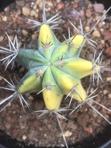 Stenoseereus pruinosus Variegated Cactaceae Kaktus Sukkulente Pflanzen 7-9CM - Bild 6 von 6
