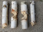 4 Pieces Beaver Chewed White Birch 16" x 3 To 4 Inches