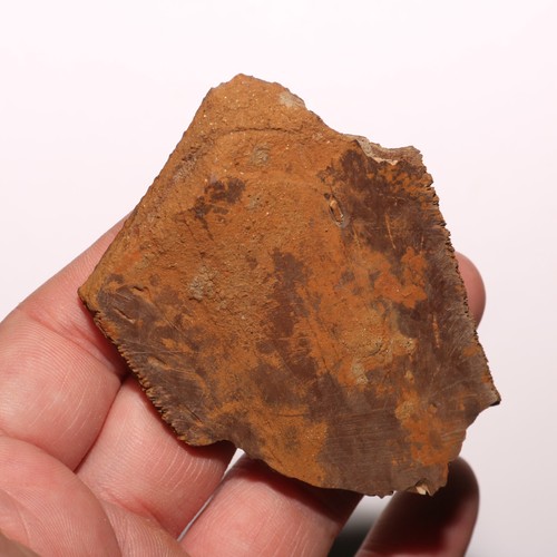 Dinosaur Aged Turtle Shell from Hell Creek Formation Cretaceous - LARGE PIECE - Picture 2 of 9