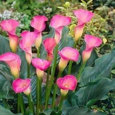 Calla lily Holland Imported Flower Bulbs For Home and Gardening 1 PINK 