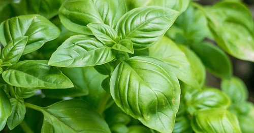Easy-Grow Taco Garden Seed Kit Pack 25 seeds each variety DELICIOUS STUFF HERE - Picture 6 of 13