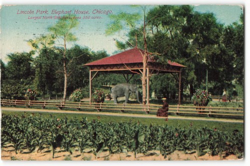 1910 Lincoln Park, Elephant House, Chicago VTG Postcard SK2. - Afbeelding 1 van 2