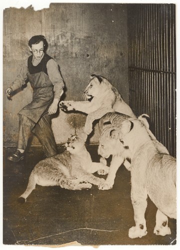 Young Lions & Keeper Wild Life Zoo Old Photo 1950 - Foto 2 di 2