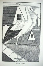 DAGLISH STORK Woodcut Etching Bird Birds Antique Original 1948