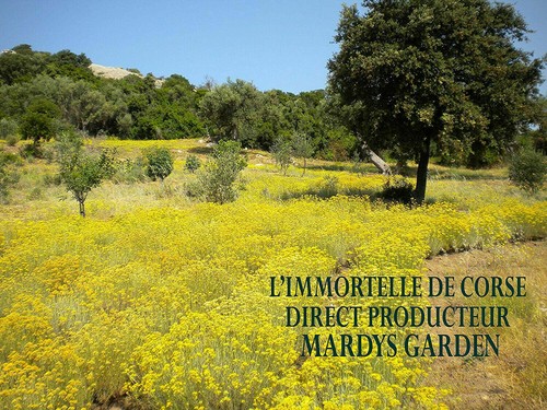 IMMORTELLE Essential Oil ORGANIC Certified Helichrysum Italicum Corsica Pure 3ml - Picture 4 of 7