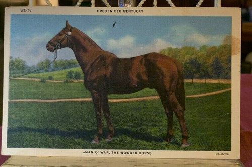KE-16 BRED IN OLD KENTUCKY MAN O' WAR THE WONDER HORSE 1958 Vintage Postcard - 第 1/4 張圖片