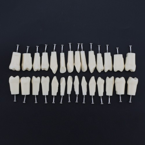 Kilgore Nissin 200 Tipo Typodont Dentale Modello 28pz Avvitatore Denti Sostituzione - Foto 15 di 19