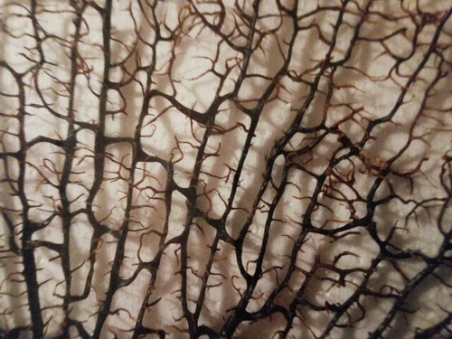 ECHTE KORALLE - im Schaukasten- Fächerkoralle са. 50x45x7cm - Bild 5 von 7