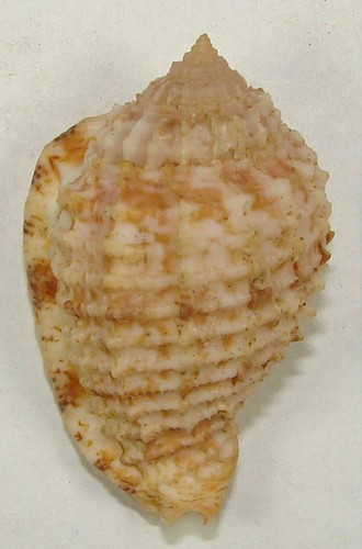 MORUM JOELGREENEI 41,80mm SUPER CHOICE RARE SPECIMEN Balut Is., Davao, PI - Bild 1 von 2