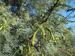 CHILEAN BLACK MESQUITE TREE 50 SEEDS PROSOPIS CHILENSIS BEST BUY | eBay