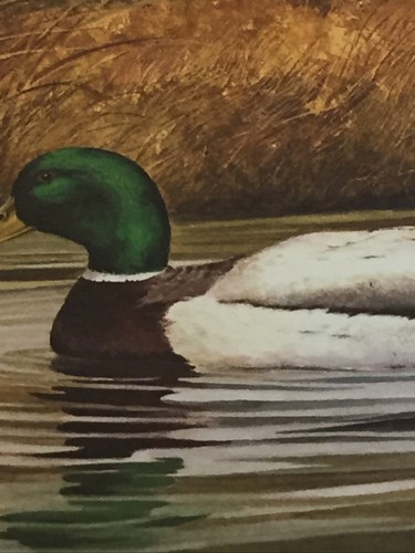 Alabama Waterfowl Stamp 285/1000, 1980-81,Wayne Spradley, In Folder,Mint Stamp, - Picture 8 of 12