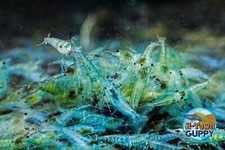 20 2 Blue Jelly - Freshwater Neocaridina Aquarium Shrimp. Live Guarantee