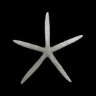 Sea Star Starfish Shape Natural Beach Theme Wall Art Window Home Décor ~8" x 8"
