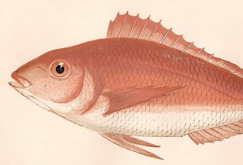 1862 J. Couch FISH engraving ~ PANDORA ~P. erythrinus ~E.Atlantic Mediterrainean - Picture 2 of 2